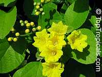 Cordia lutea, Yellow Geiger, Muyuyo