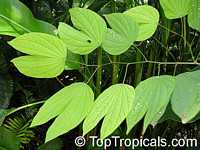 Bauhinia tarapotensis, Patevaca