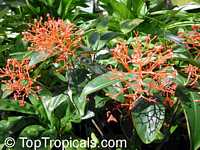 Medinilla scortechinii, Medinilla myriantha, Orange medinilla, Orange Spike