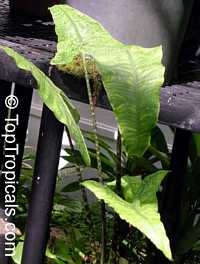 Alocasia sp., Alocasia, Taro