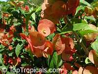 Holmskioldia sanguinea, Chinese hat, Cup and Saucer, Parasol Flower, Mandarins hat Holmskioldia sanguinea, Chinese hat, Cup and Saucer, Parasol Flower, Mandarins hat