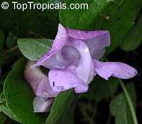 Phaseolus giganteus, Phaseolus adenanthus, Vigna sp., Snail vine