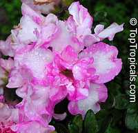 Rhododendron sp., Azalea sp., Rhododendron