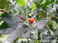 Bunchosia argentea, Peanut Butter Tree