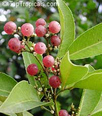 Limonia pentaphylla, Glycosmis pentaphylla, Glycosmis mauritiana, Ash sheora, Orangeberry, Rum Berry, Gin Berry Limonia pentaphylla, Glycosmis pentaphylla, Glycosmis mauritiana, Ash sheora, Orangeberry, Rum Berry, Gin Berry