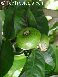 Garcinia prainiana, Cherapu, Button Mangosteen Garcinia prainiana, Cherapu, Button Mangosteen