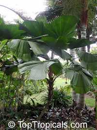 Licuala grandis, Ruffled Fan Palm