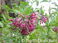 Cestrum sp., Butterfly flower, Pink cestrum