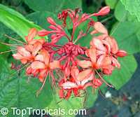 Clerodendrum speciosissimum, Clerodendrum fallax, Clerodendrum japonicum, Java Glorybower, Clerodendron