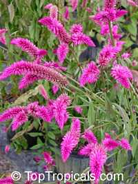 Celosia spicata , Amaranth Celosia Celosia spicata , Amaranth Celosia
