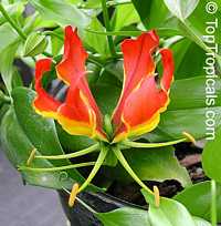 Gloriosa superba, Glory Lily, Climbing Lily, Flame Lily Gloriosa superba, Glory Lily, Climbing Lily, Flame Lily