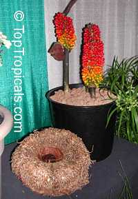 Amorphophallus sp., Voodoo lily, Devils tongue, Snake Palm, Corpse flower