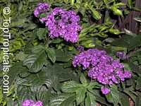 Heliotropium peruviana, Heliotropium arborescens, Turnsole, Cherry Pie