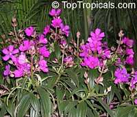 Tibouchina granulosa, Glory tree, Purple Spray Tree Tibouchina granulosa, Glory tree, Purple Spray Tree