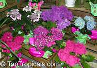 Hydrangea sp., Hydrangea