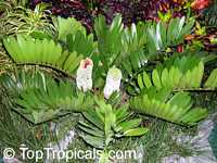 Zamia furfuracea Zamia furfuracea