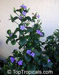 Eranthemum pulchellum, Eranthemum nervosum, Blue sage, Blue eranthemum