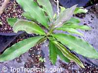 Brunfelsia sp., Lady of the Night