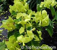 Holmskioldia citrina, Mandarin Sunrise, Mandarins hat, Yellow Chinese Hat