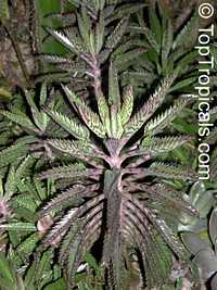Kalanchoe serrata