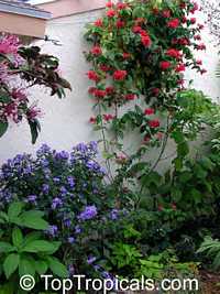 Clerodendrum splendens, Flaming glorybower, Clerodendron