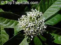 Ixora finlaysoniana, Ixora fragrans, Fragrant Ixora Ixora finlaysoniana, Ixora fragrans, Fragrant Ixora