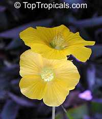 Abutilon chiappardi, Abutilon chittendenii, Abutilon chitenendii, Velvetleaf, Canary Tree, Indian Mallow Abutilon chiappardi, Abutilon chittendenii, Abutilon chitenendii, Velvetleaf, Canary Tree, Indian Mallow