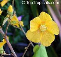 Abutilon chiappardi, Abutilon chittendenii, Abutilon chitenendii, Velvetleaf, Canary Tree, Indian Mallow Abutilon chiappardi, Abutilon chittendenii, Abutilon chitenendii, Velvetleaf, Canary Tree, Indian Mallow