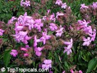 Suessenguthia multisetosa, Ruellia multisetosa, Columbian petunia
