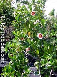 Clusia lanceolata, Copey, Balsam Apple, Pitch Apple, Cerra cipapao apple