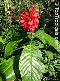 Pachystachys coccinea, Justicia coccinea, Jacobinia coccinea, Cardinals Guard