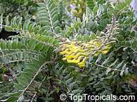 Sophora tomentosa, Yellow Necklace Pod, Silverbush