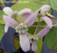 Congea tomentosa, Shower Orchid, Wooly Congea Congea tomentosa, Shower Orchid, Wooly Congea