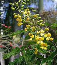 Caesalpinia mexicana, Mexican Bird of Paradise, Dwarf Poinciana