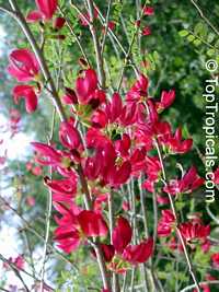 Cassia grandis, Pink Shower, Coral Shower, Horse Cassia