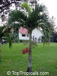 Veitchia merrilli, Adonidia merrillii Veitchia merrilli, Adonidia merrillii