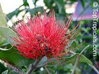 Metrosideros collina, Metrosideros polymorpha, Sping fire, Ohia Lehua (Hawaii), Vuga (Fiji Islands), Anume (Samoa)