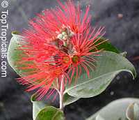 Metrosideros collina, Metrosideros polymorpha, Sping fire, Ohia Lehua (Hawaii), Vuga (Fiji Islands), Anume (Samoa)