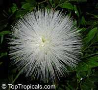 Calliandra haematocephala, Calliandra inaequilatera, Rose cascade, Blood Red Tassel Flower