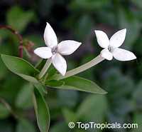 Bouvardia longiflora, Bouvardia humboldtii, Scented Bouvardia