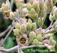 Kalanchoe beharensis