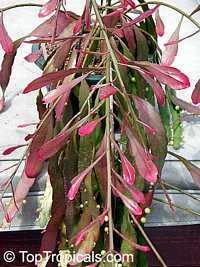 Rhipsalis ramulosa var. angustissima, Pseudorhipsalis ramulosa, Red Rhipsalis