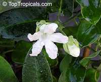 Araujia sericifera, Physianthus albens, Bladder flower Araujia sericifera, Physianthus albens, Bladder flower