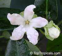 Araujia sericifera, Physianthus albens, Bladder flower Araujia sericifera, Physianthus albens, Bladder flower