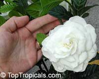 Gardenia Miami Supreme - grafted, 3 gal

Click to see full-size image