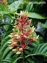 Palicourea corniculata Palicourea corniculata