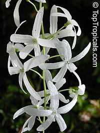 Petrea glandulosa, Queen