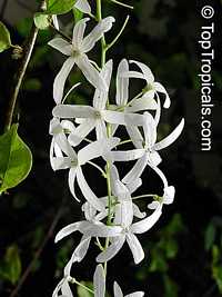 Petrea glandulosa, Queen