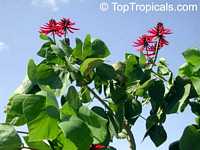 Erythrina lysistemon, Scarlet Coral Tree