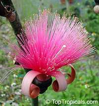Pseudobombax ellipticum, Pseudobombax grandiflorum, Pink Shaving Brush Tree